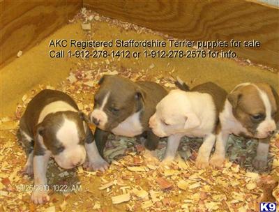 Puppies in GA
